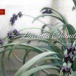 Lavenda Chandelier with Green Leaves